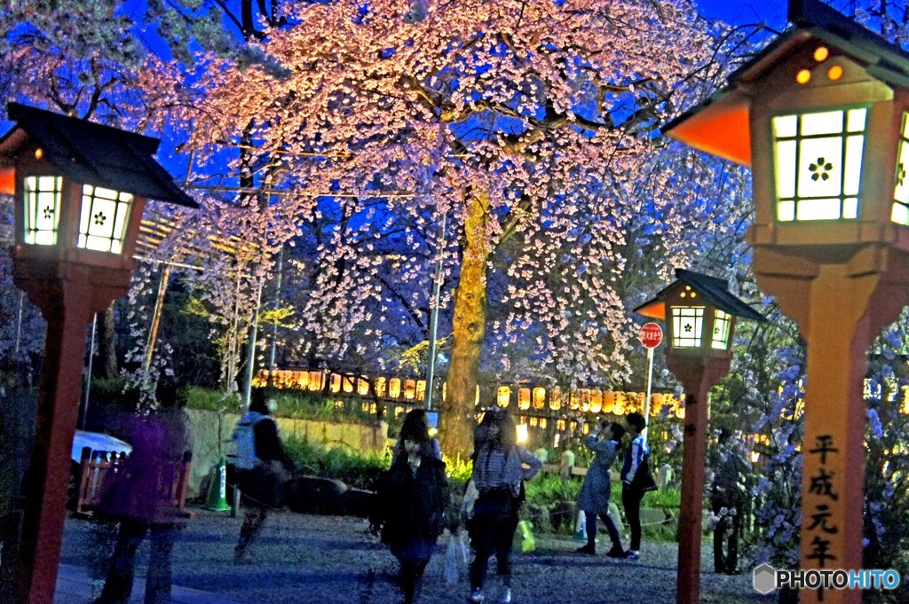 夜桜