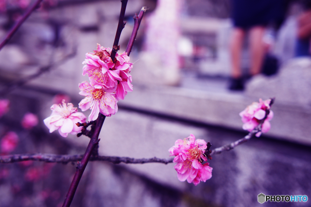 開花