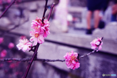 開花