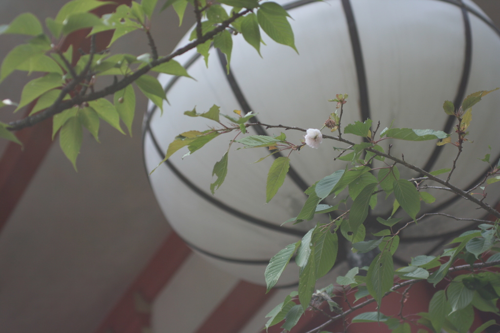 緑に一輪の花