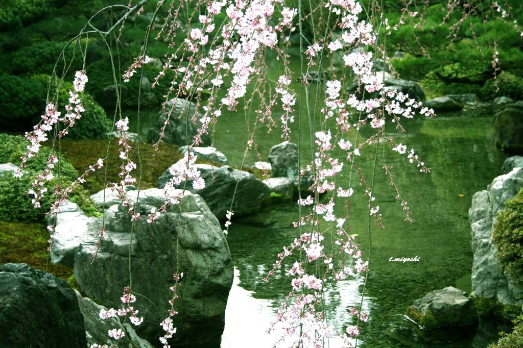 梅と池の鯉
