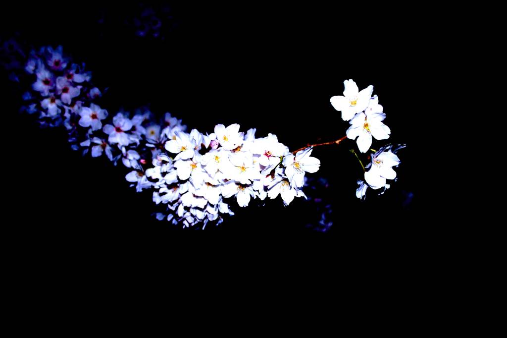 ライトアップに輝く桜