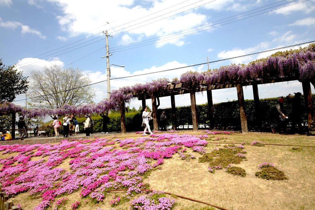 京都鳥羽下水処理場