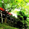 初夏の神社