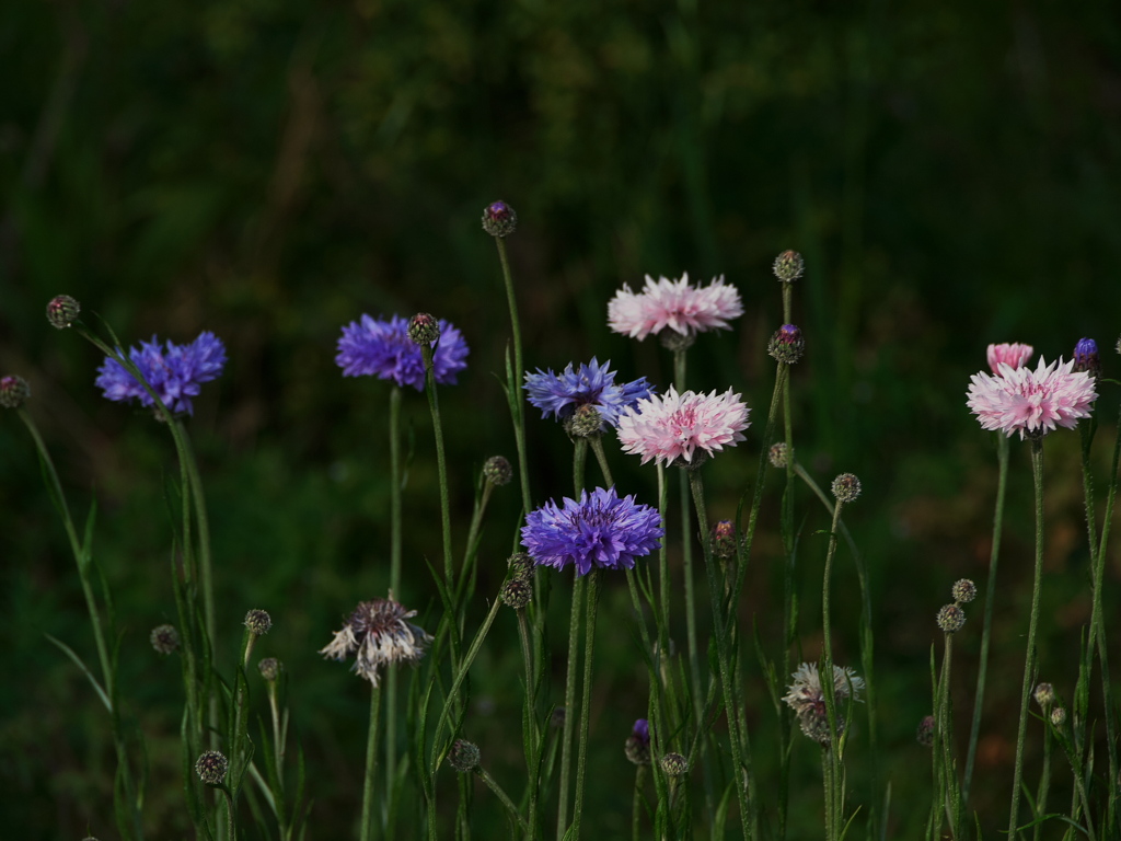 薄曇りの花壇