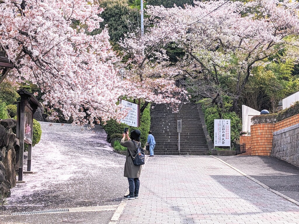 野崎観音の桜