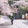 野崎観音の桜