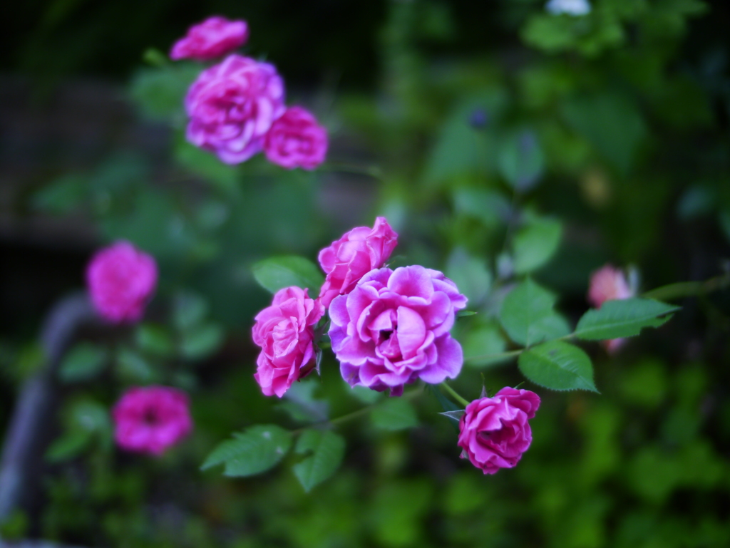 薔薇の花の記録