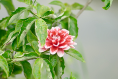 和様の花