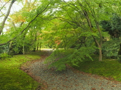 文化の庭木
