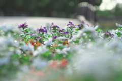 花に埋もれて癒される