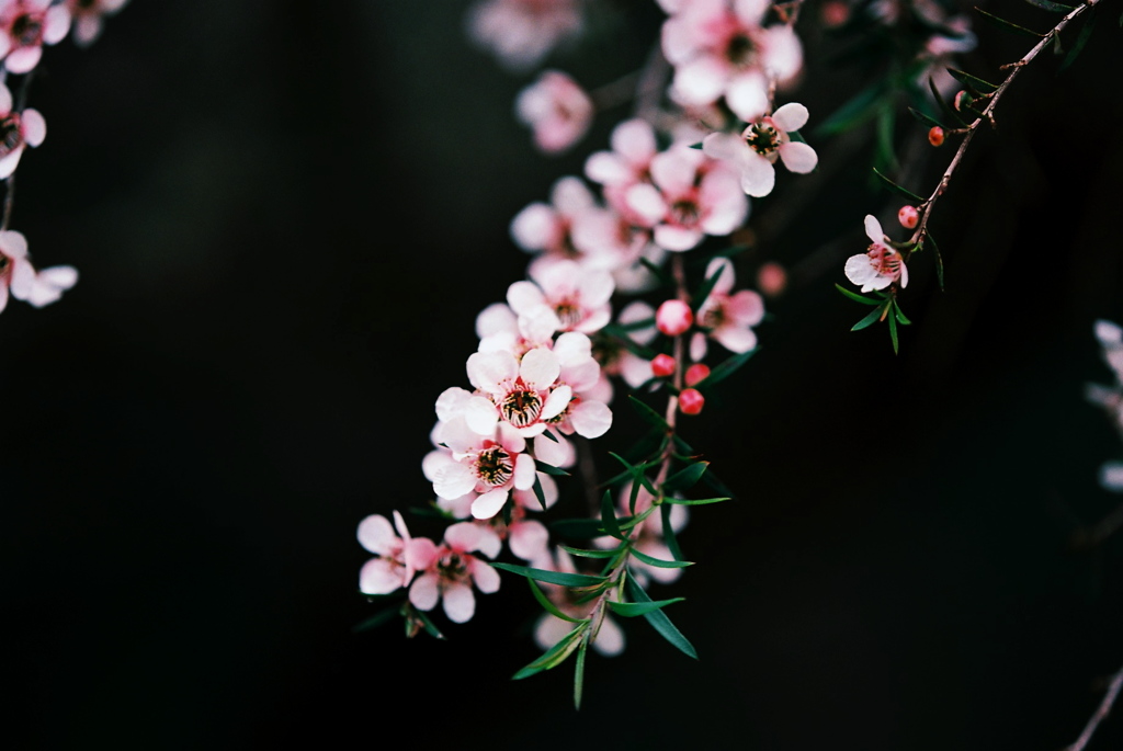 こころの花