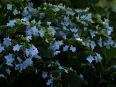 奥ゆかしき紫陽花のブルー