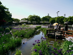花菖蒲園