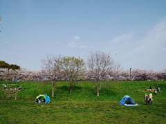 桜の背景