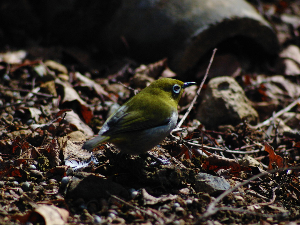 はぐれ鳥
