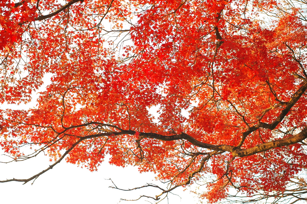 小枝の紅葉