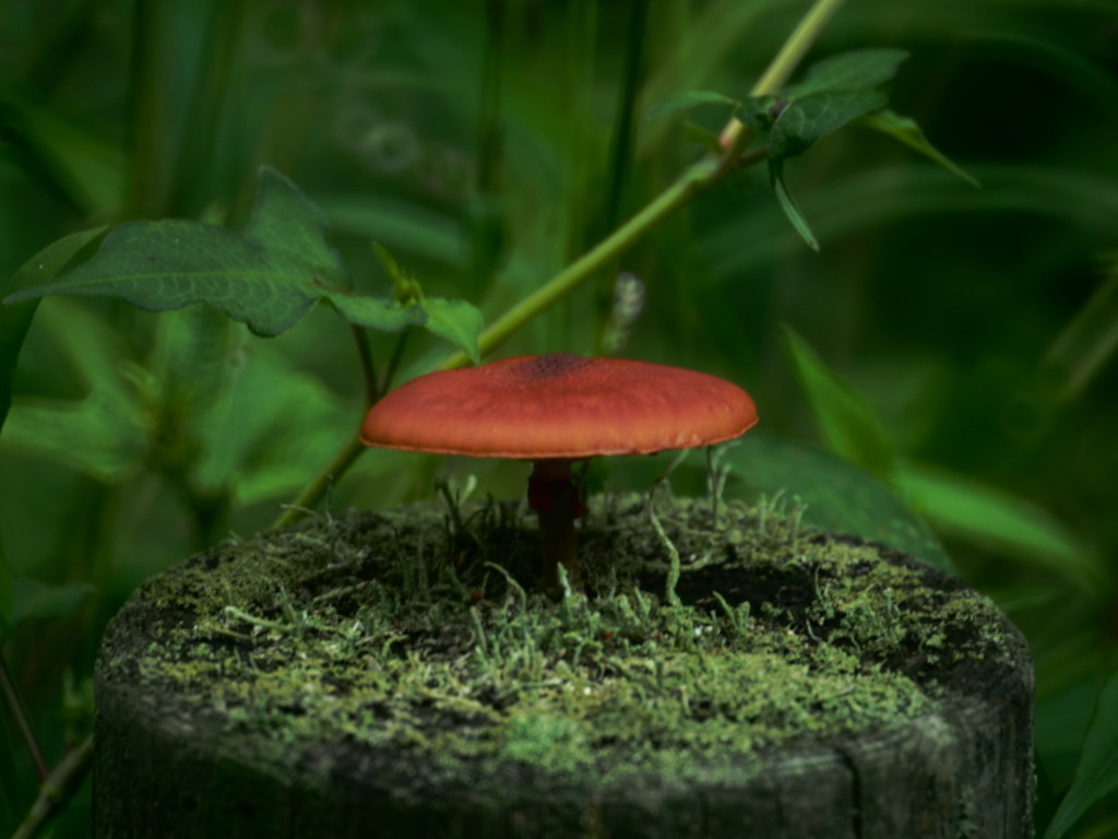 キノコの森