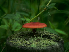 キノコの森