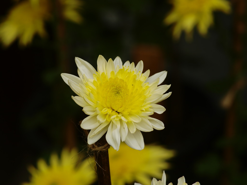 菊