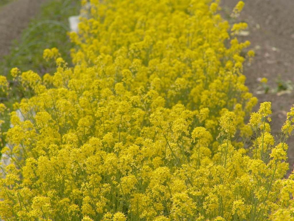 菜の花色