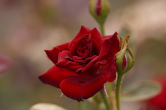薔薇のSilky