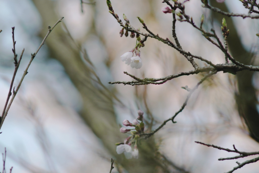 朝にさくらの夢を見た