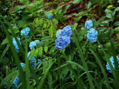 森で見かけた小さな幸せ