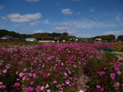 秋桜と法起寺