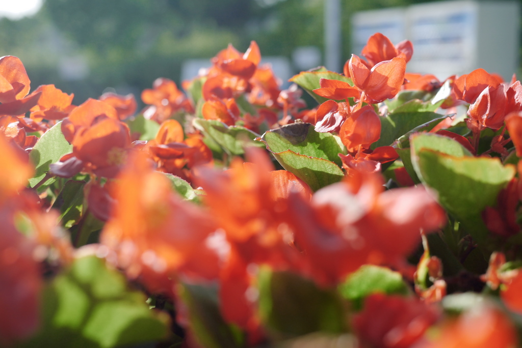 こもれるヒカリ