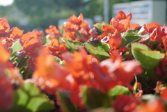 こもれるヒカリ