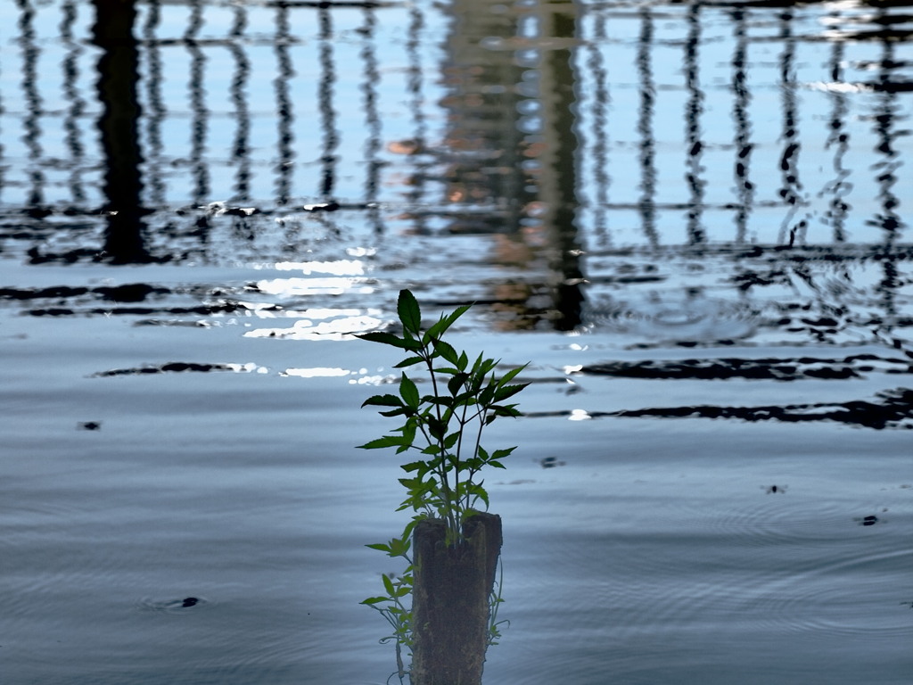 杭の植生