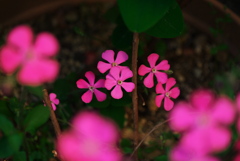 風花舞