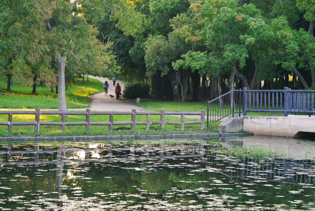 森と池と橋