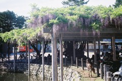 藤が奇麗でしたので