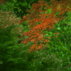紅葉の谷