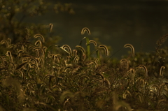 河原の夕暮れ・秋