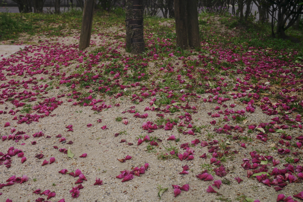 散るも花