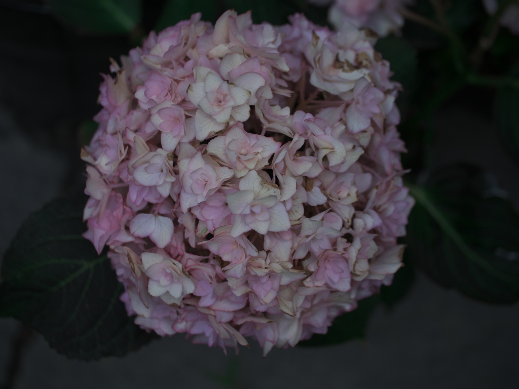 紫陽花苑