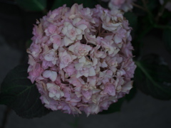 紫陽花苑