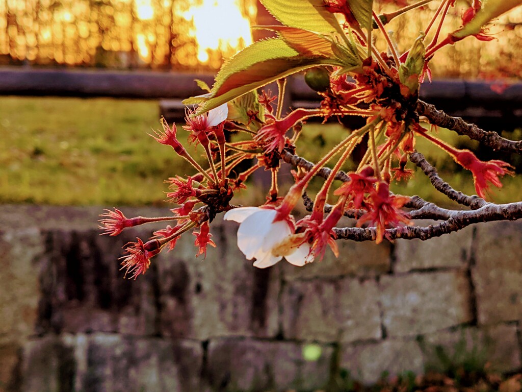 さいこうの一花