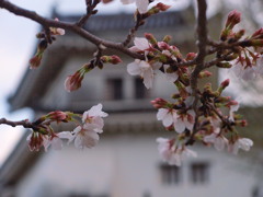 和歌山城の桜