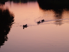 おかえりなさい