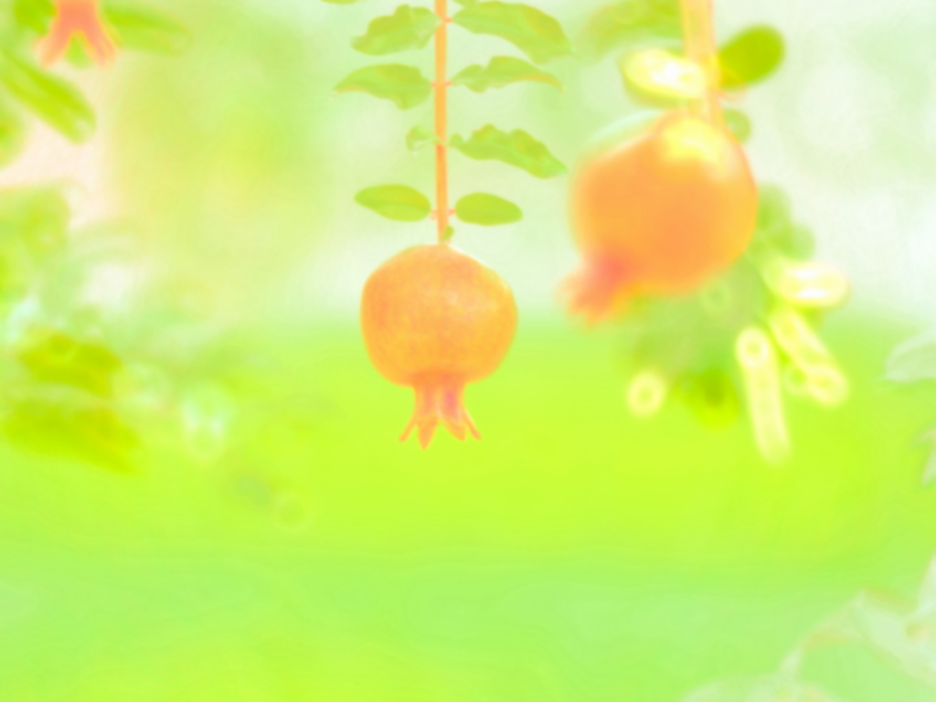 花菜柘榴