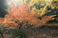 紅葉を撮りに行きました。