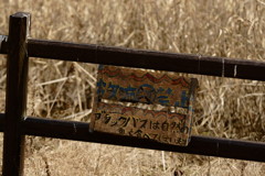 おねがい。