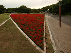 花壇のお手入れ