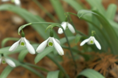 木蔭を照らすもの