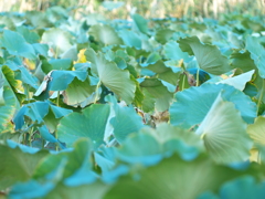 蓮根の森