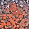 鋼の紅葉